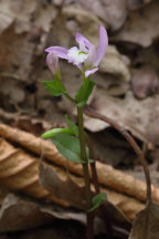 Triphora trianthophora