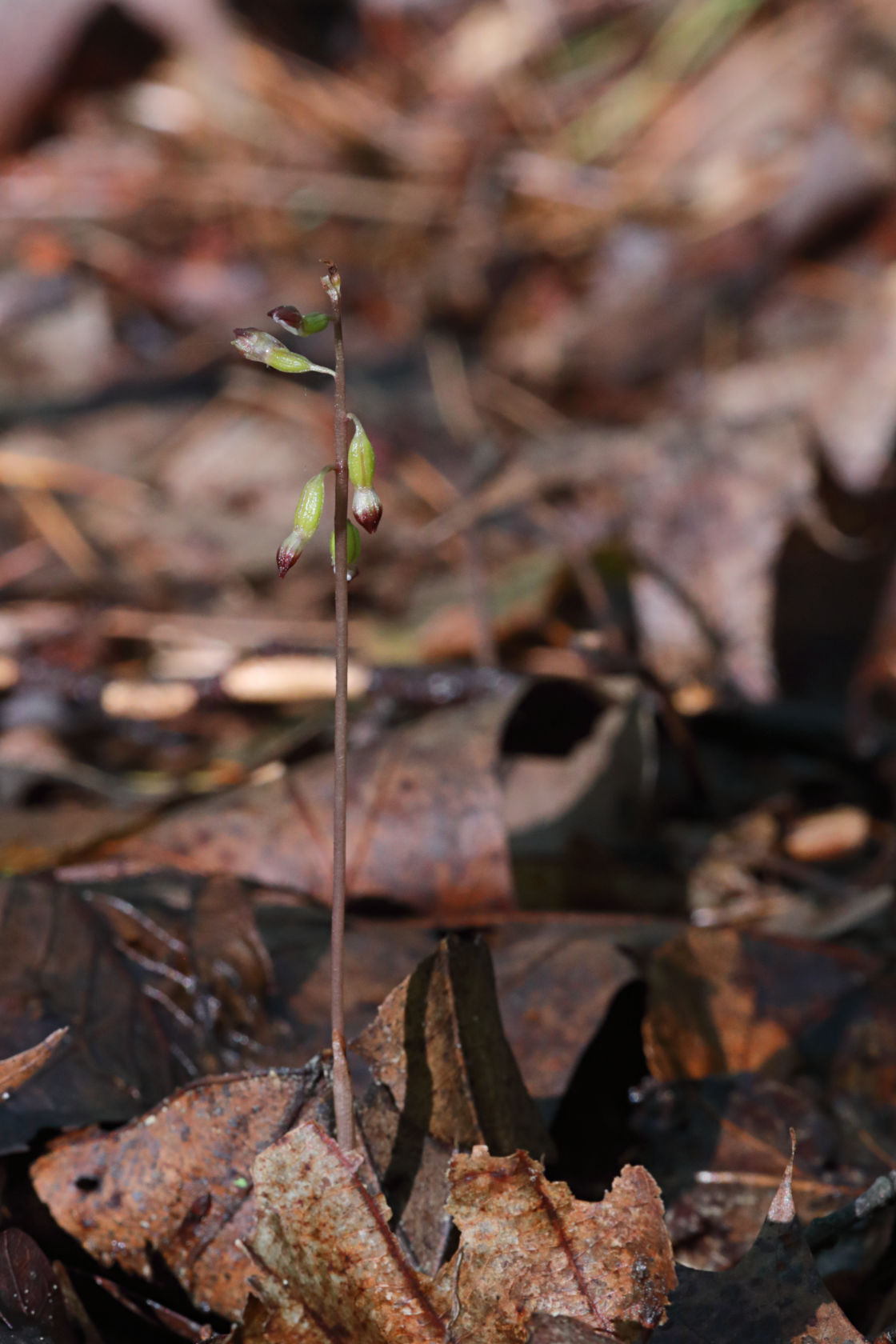 Autumn Coralroot