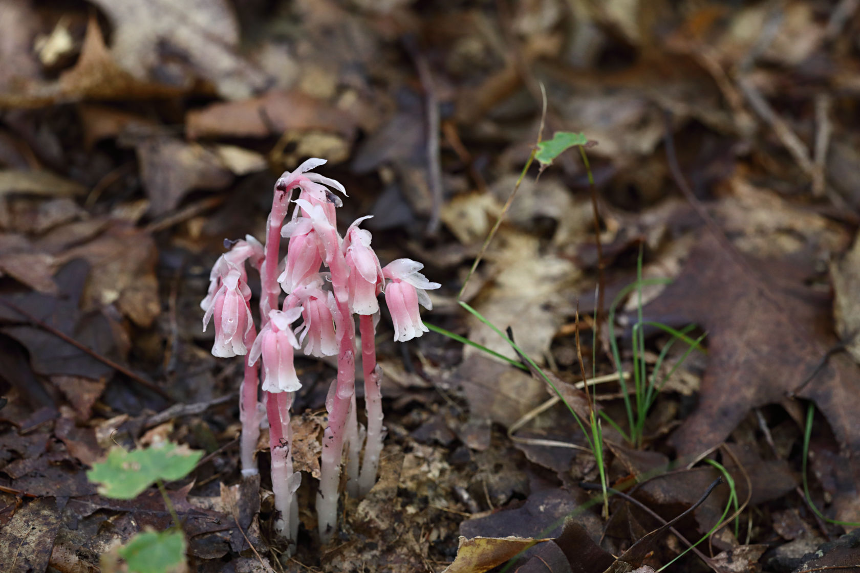 Indian Pipe