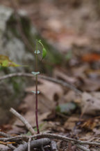 Triphora trianthophora