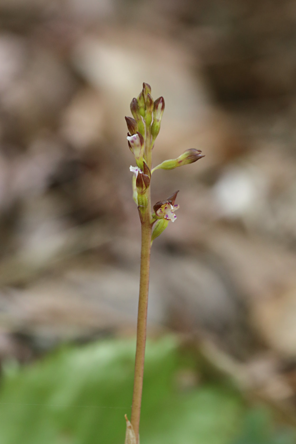 Pringle's Autumn Coralroot
