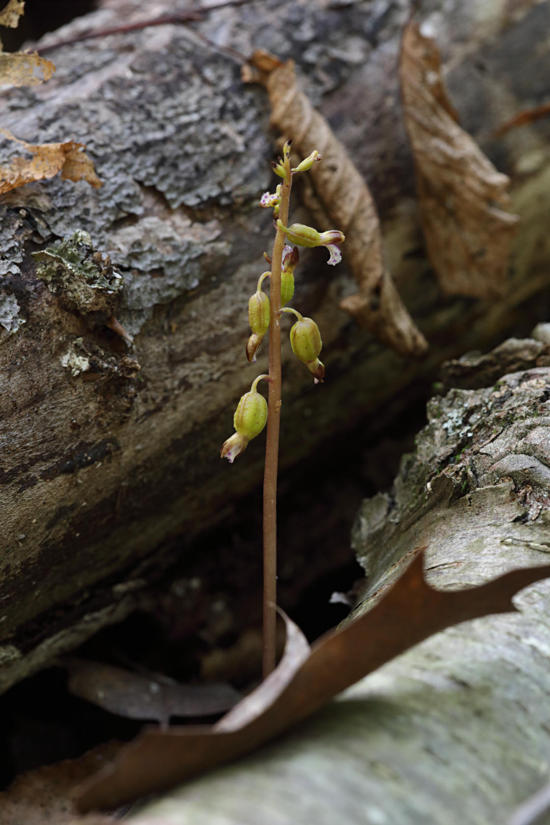 Pringle's Autumn Coralroot