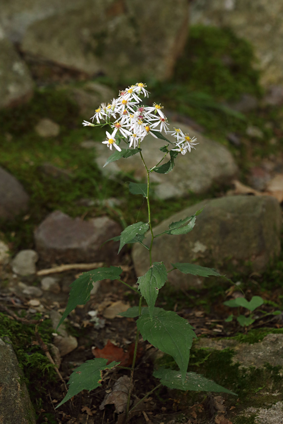 Common White Heart-Leaved Aster