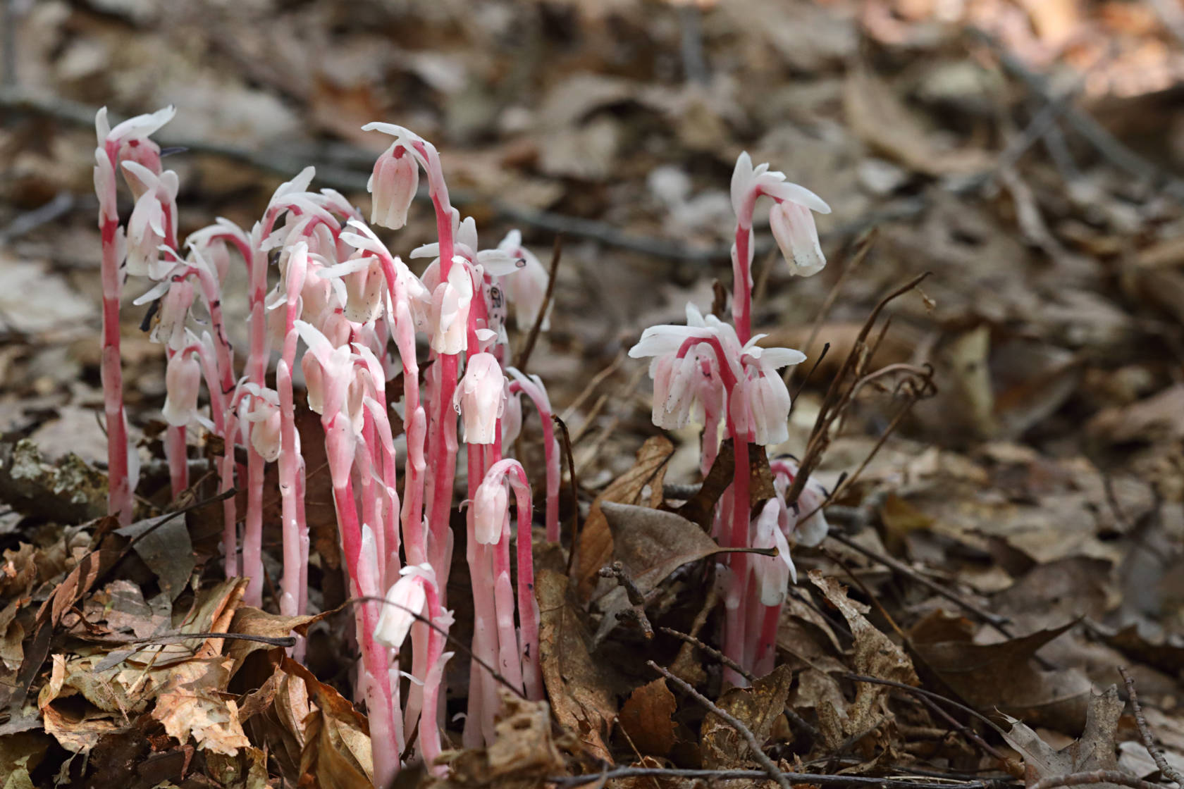 Indian Pipe