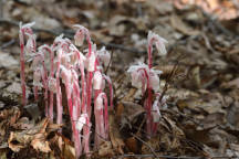 Monotropa uniflora