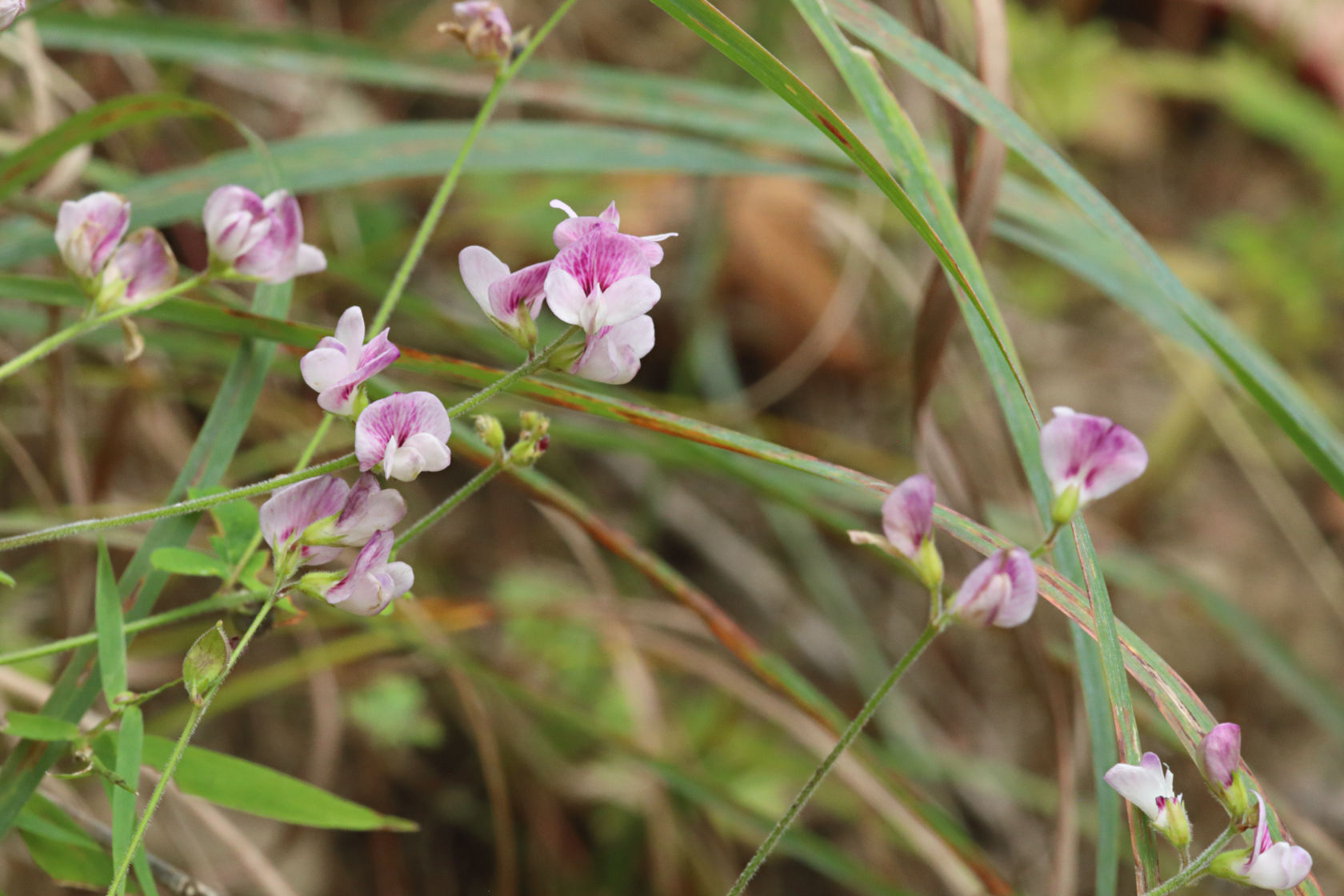 Violet Bush Clover