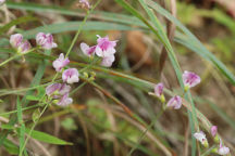 Lespedeza violacea