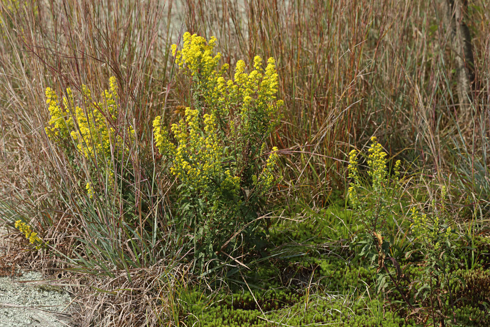 Downy Goldenrod
