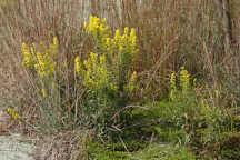 Solidago puberula