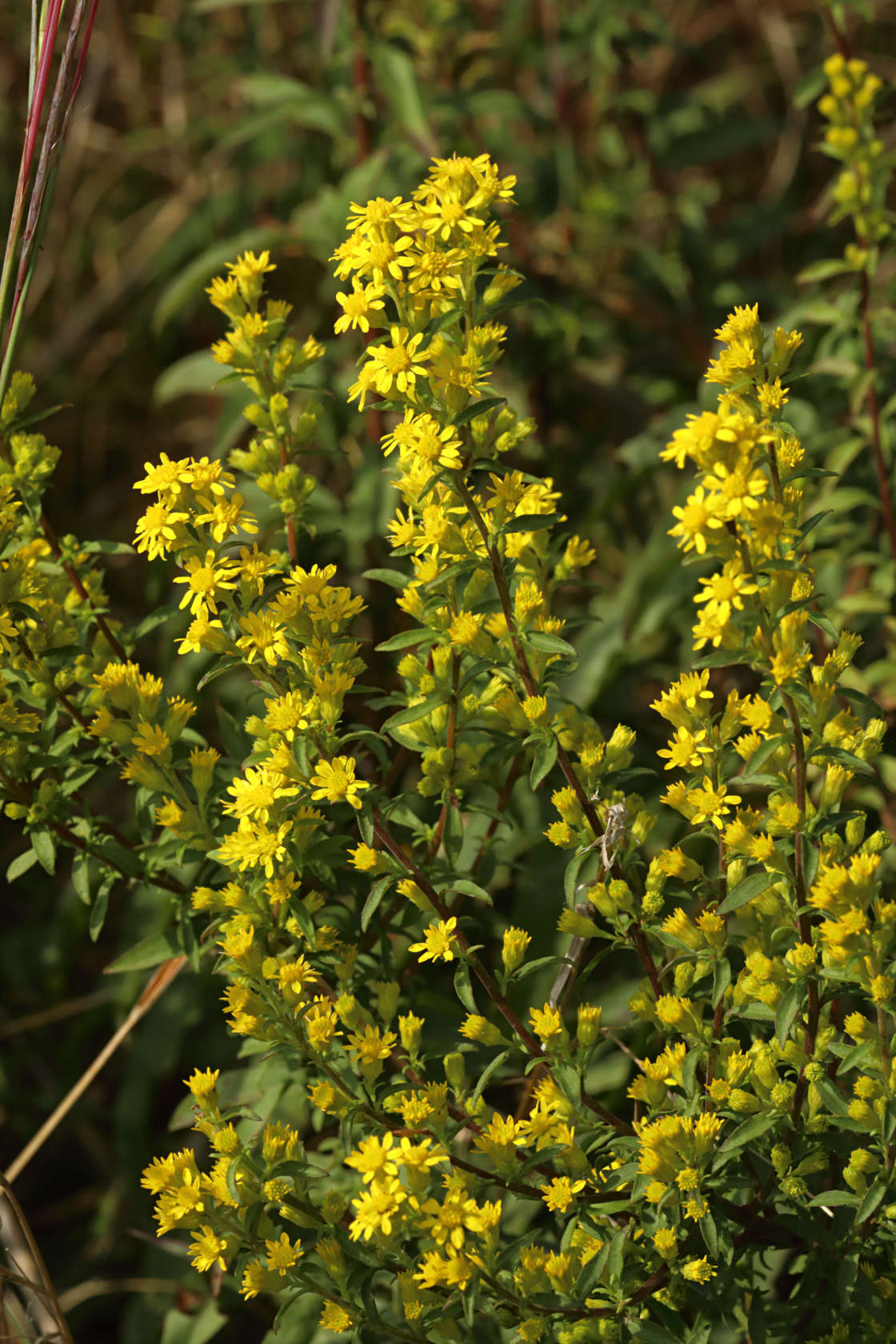 Downy Goldenrod