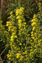 Solidago puberula