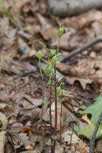 Triphora trianthophora