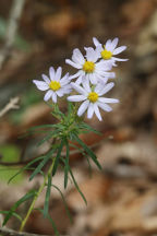 Ionactis linariifolius