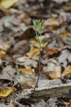 Triphora trianthophora