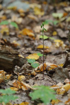 Triphora trianthophora