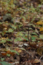 Triphora trianthophora