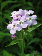 Hesperis matronalis
