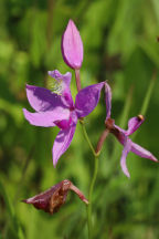 Calopogon tuberosus