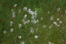 Platanthera blephariglottis
