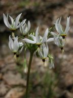 Dodecatheon meadia