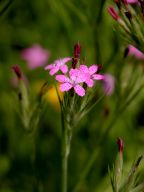 Dianthus armeria