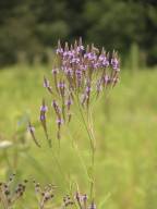 Verbena hastata