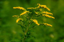 Solidago canadensis
