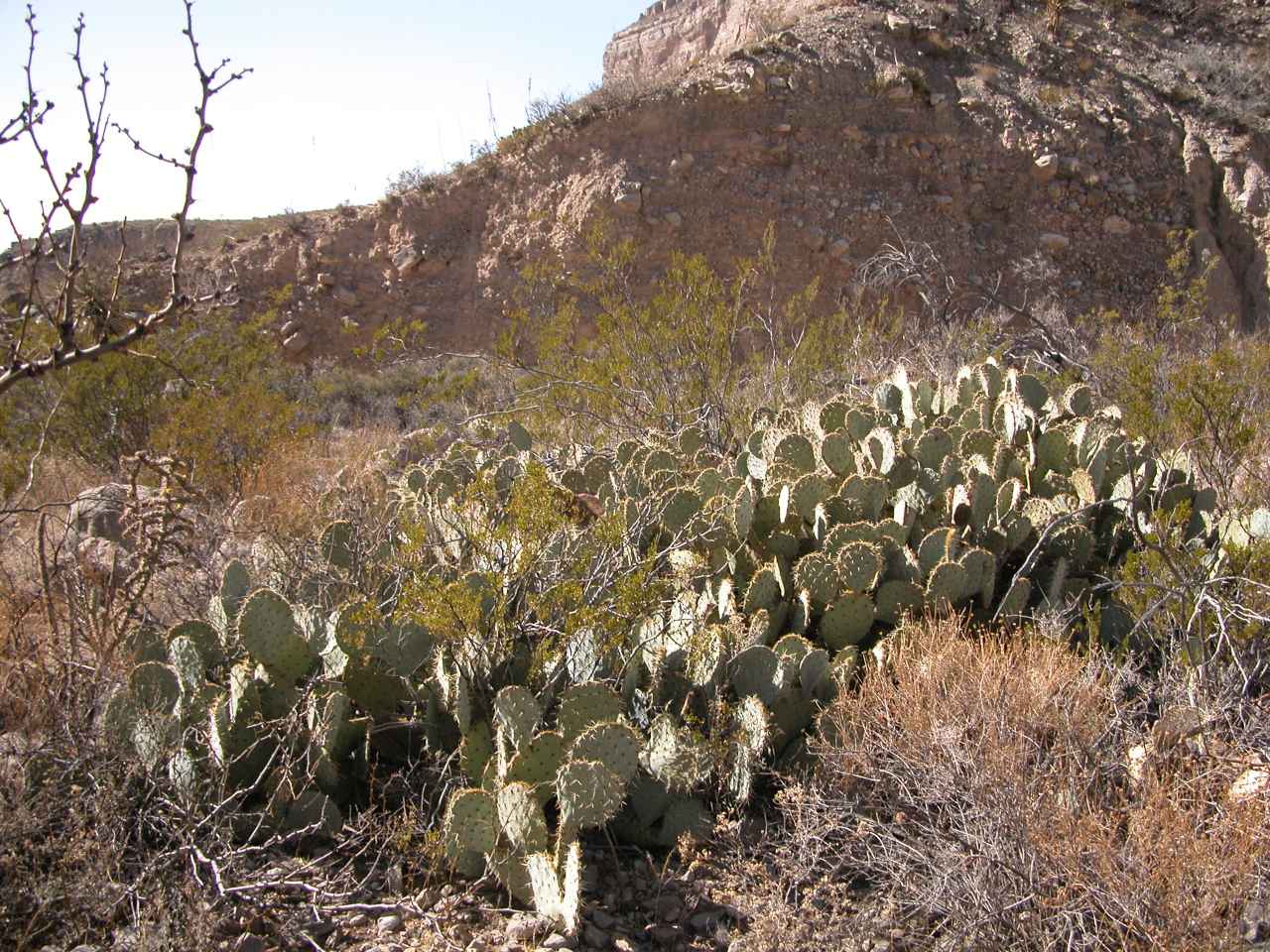 Prickly Pears