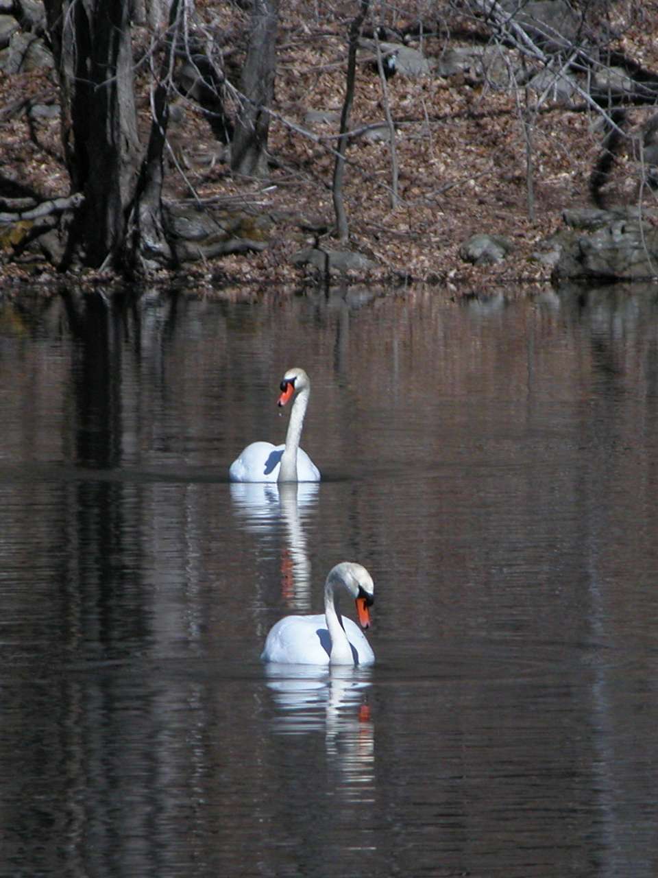 Mute Swans