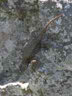 Northern fence lizard