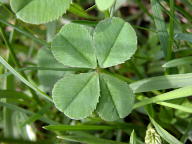 Trifolium repens