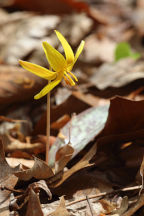 Erythronium americanum
