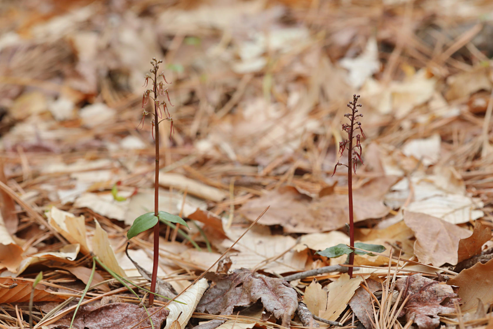 Southern Twayblade