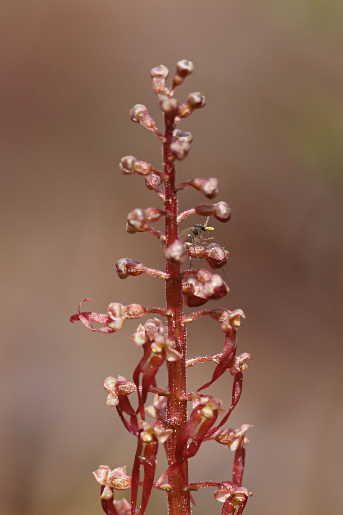 Southern Twayblade