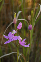 Calopogon tuberosus