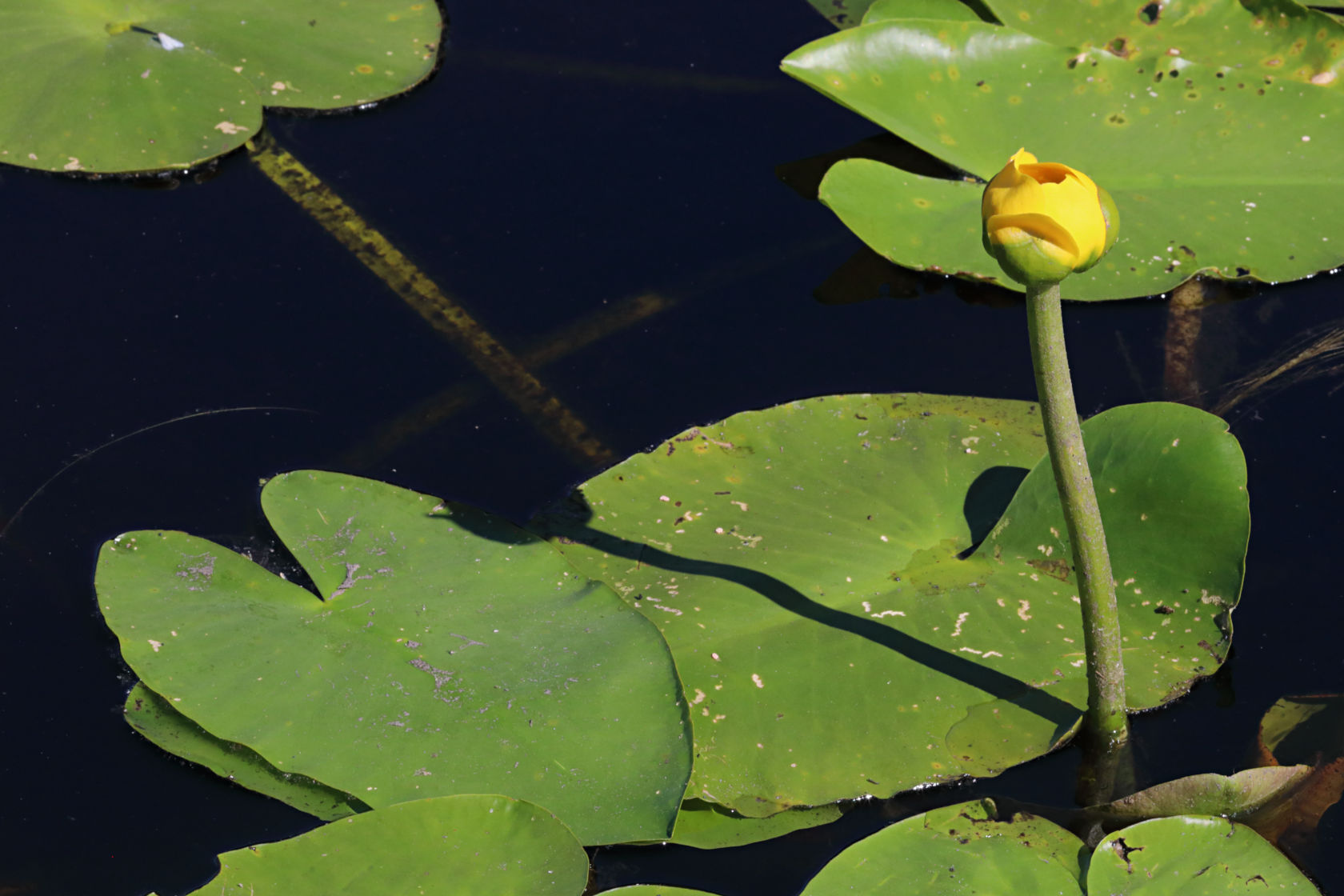 Large Pond Lily