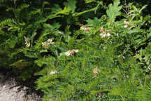 Tephrosia virginiana