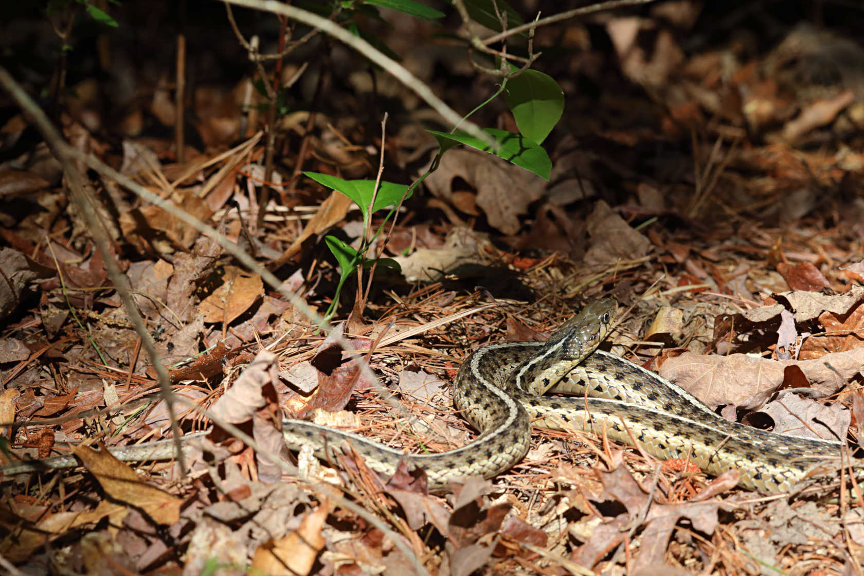 Eastern Garter Snake