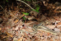 Eastern Garter Snake