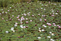 Nymphaea odorata