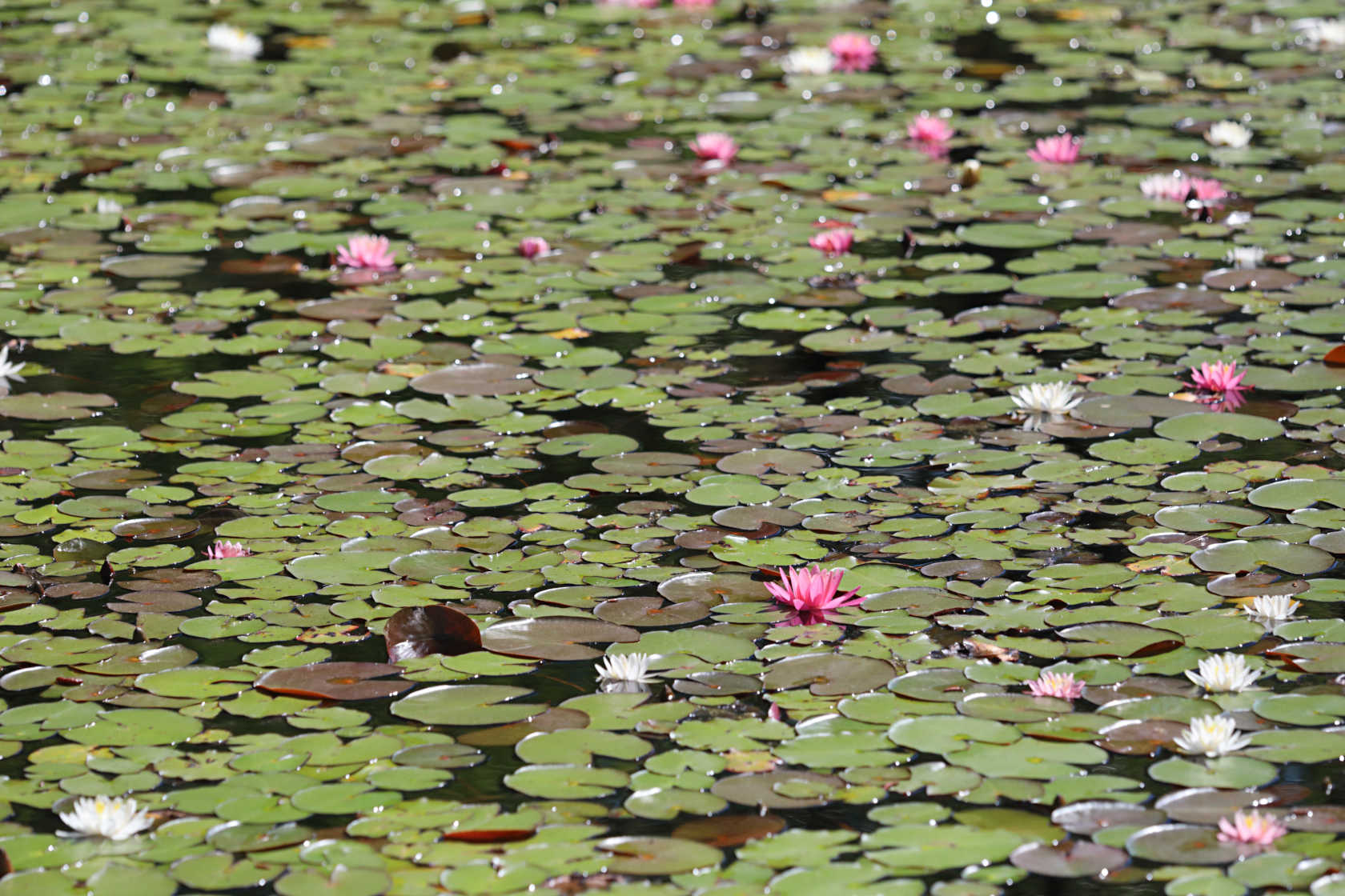 Common Water Lily