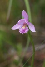 Pogonia ophioglossoides