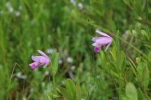 Pogonia ophioglossoides