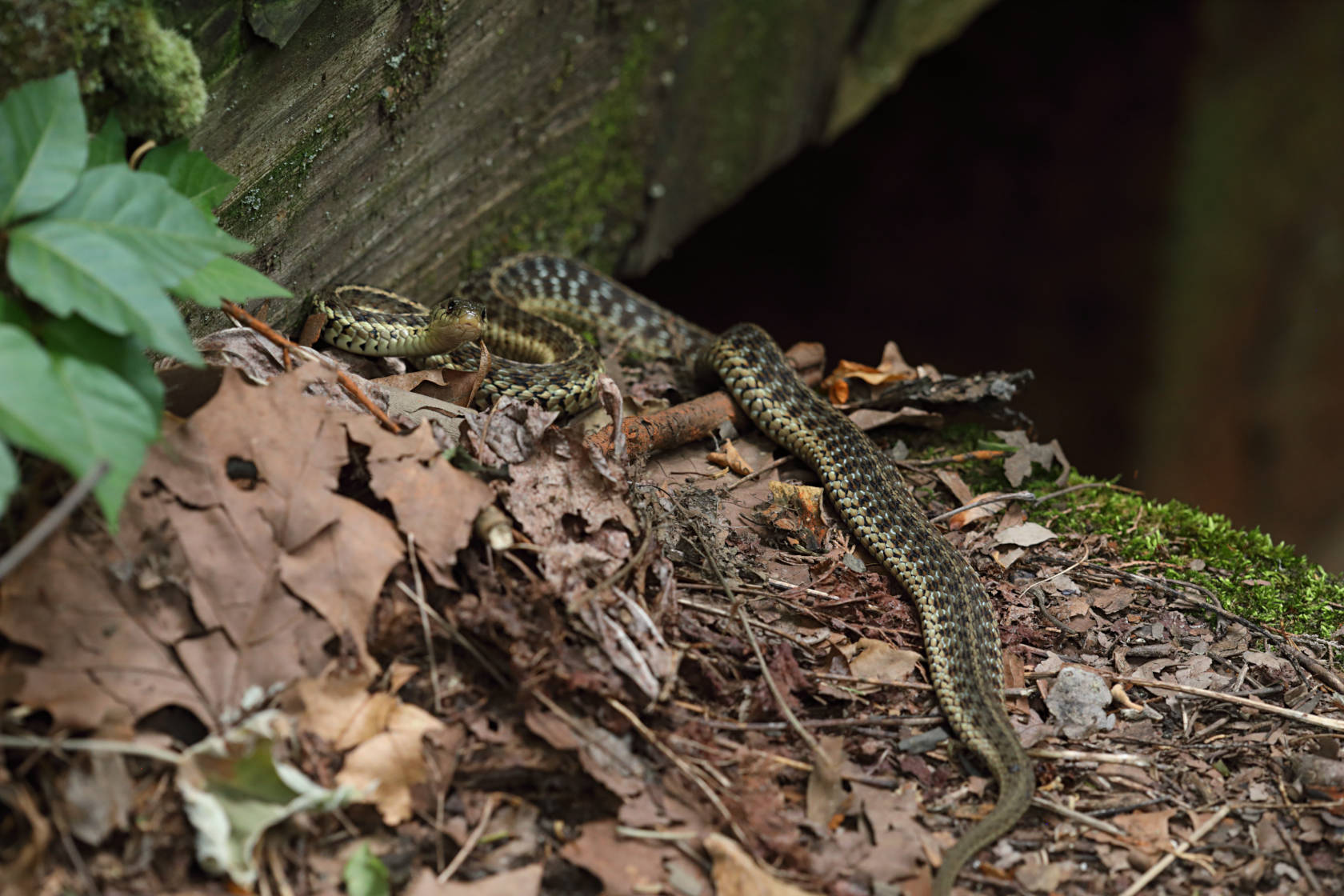 Eastern Garter Snake