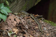 Eastern Garter Snake