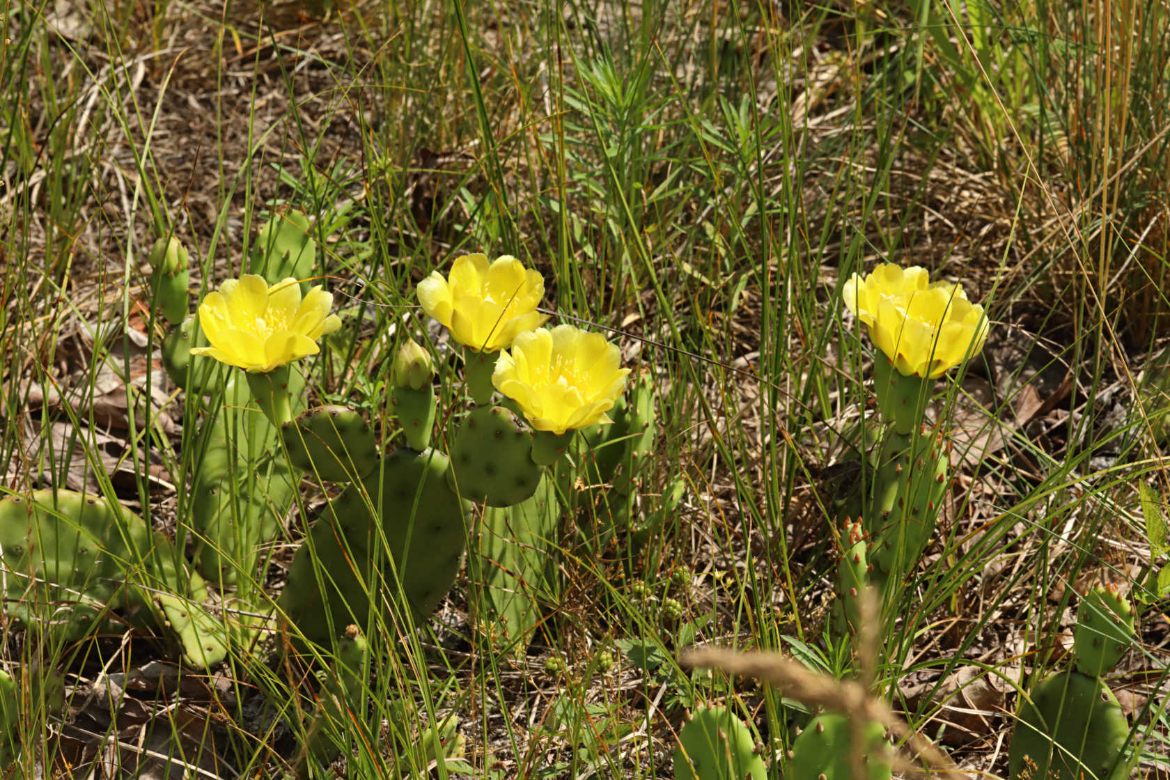 Eastern Prickly Pear
