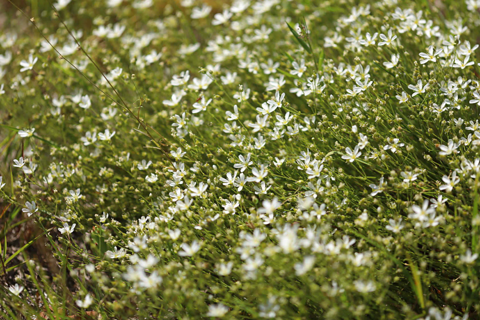 Pine Barren Sandwort