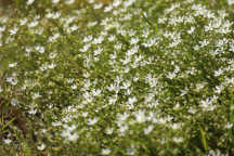 Minuartia caroliniana