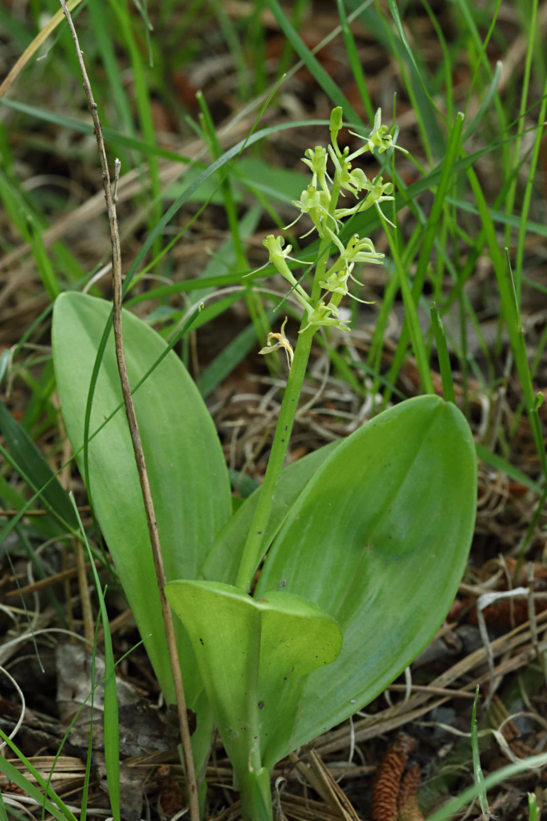 Loesel's Twayblade
