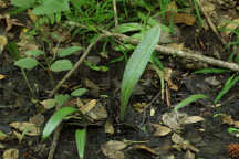 Platanthera flava var. flava